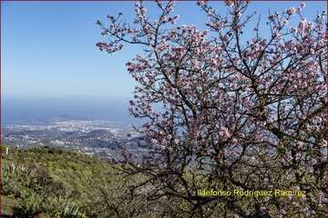 Manto de tonos blancos y rosas en Gran Canaria (Reportaje gráfico de Ildefonso Rodríguez)